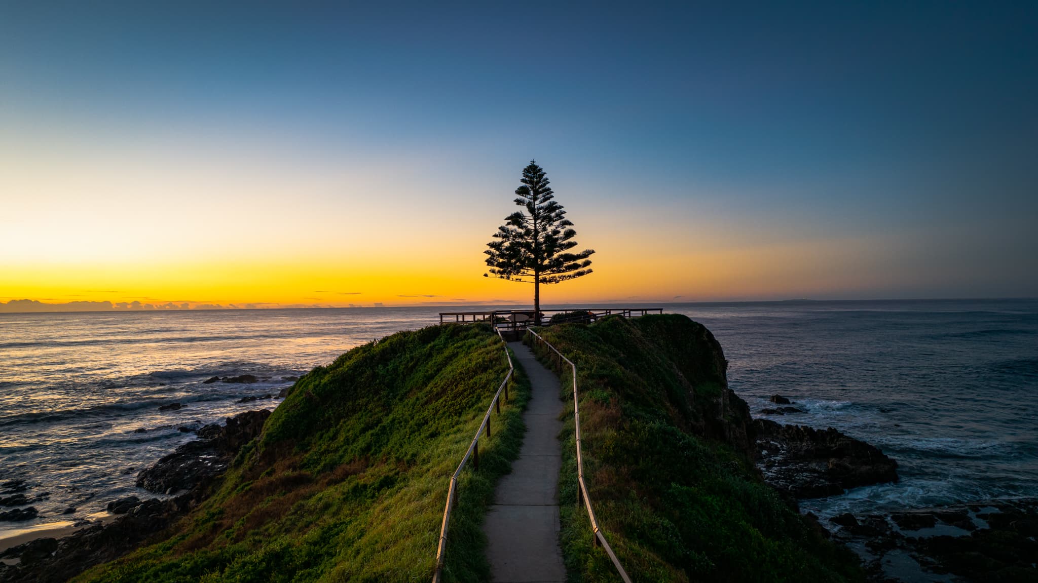 One Tree, First Light